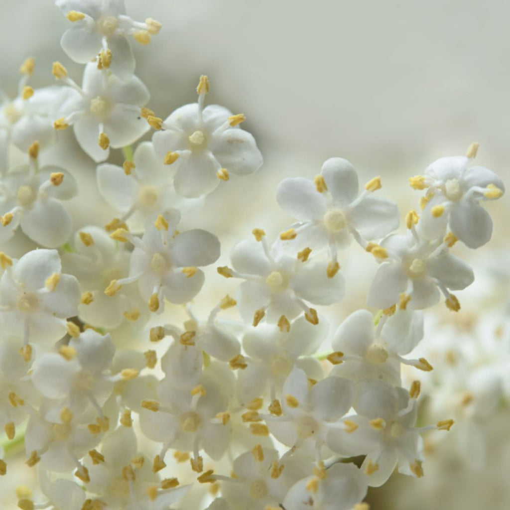 Elderflower White Balsamic