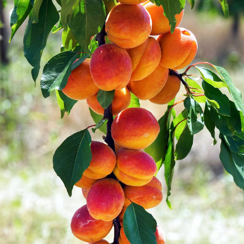 Ripe Peach White Balsamic