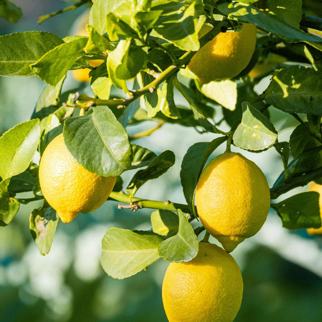 Lemon (Sicilian) White Balsamic