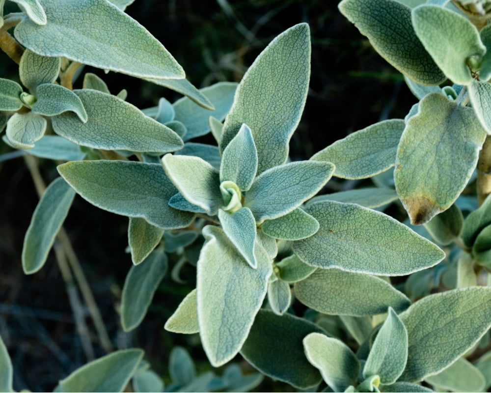 Greek Sage Olive Oil